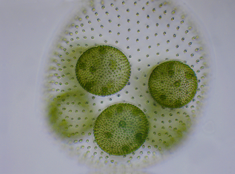 Volvox aureus